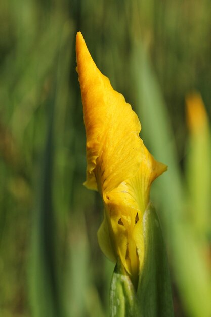 Foto close-up di un fiore di rosa giallo