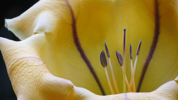 Foto close-up di un fiore di rosa giallo