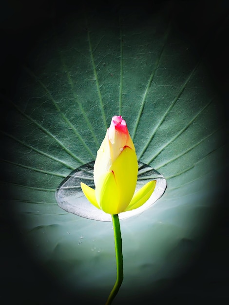 Photo close-up of yellow rose flower