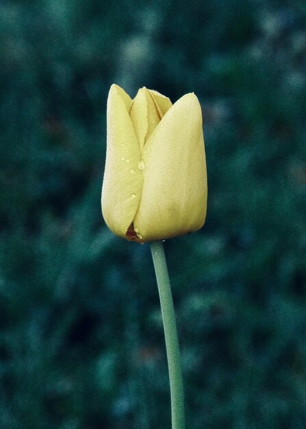 Foto close-up di un fiore di rosa giallo