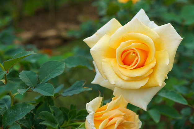 Close up of yellow rose in the garden