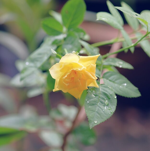 Close-up of yellow rose growing outdoors