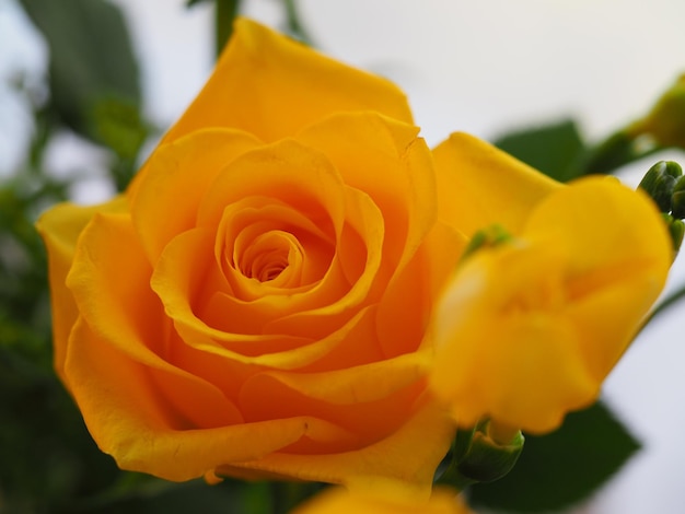 Close-up of yellow rose growing outdoors