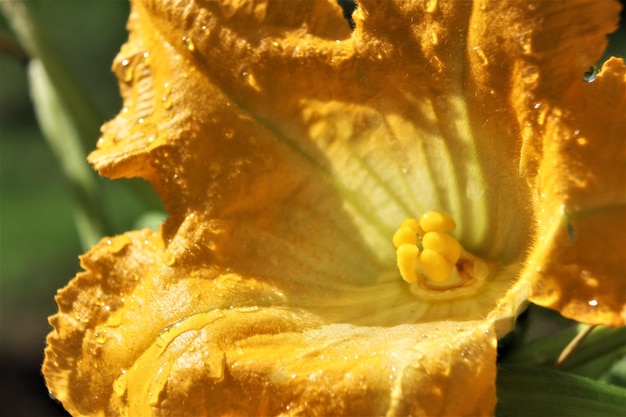 Photo close-up of yellow rose on leaf