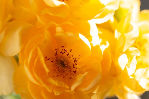 Close up of yellow rose on white background soft filter