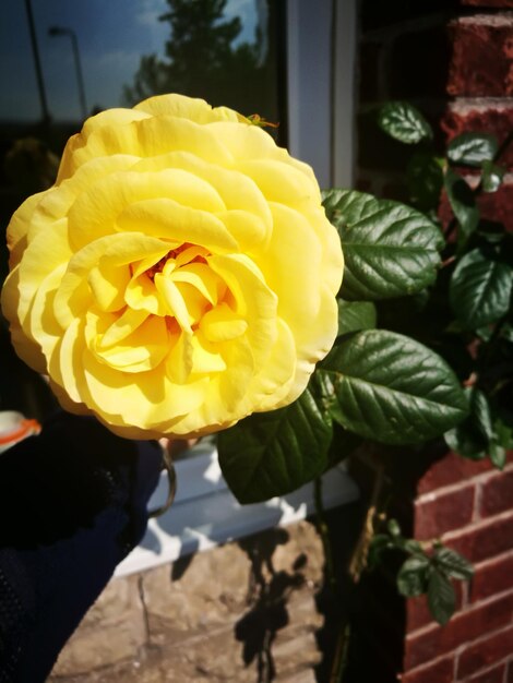 Close-up of yellow rose