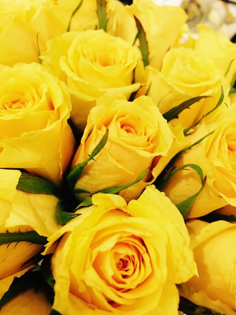 Close-up of yellow rose