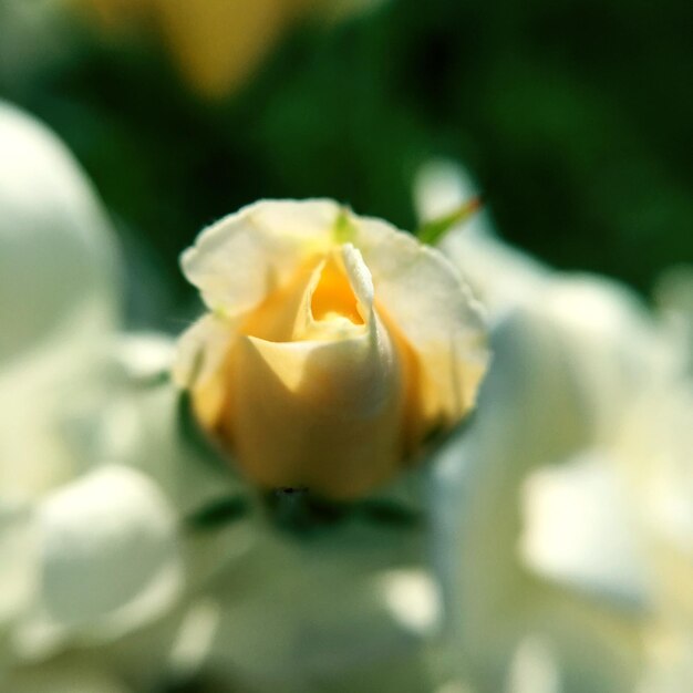 Close-up of yellow rose