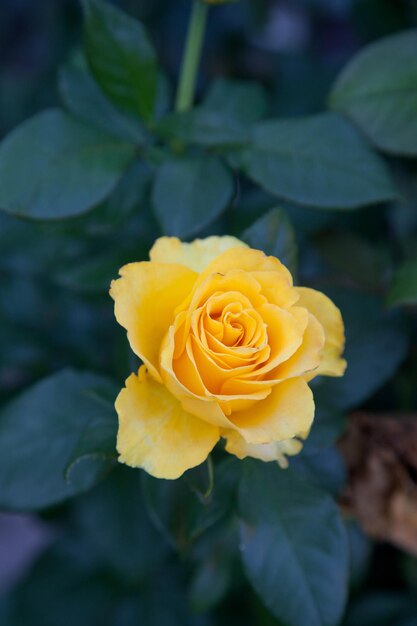 Photo close-up of yellow rose