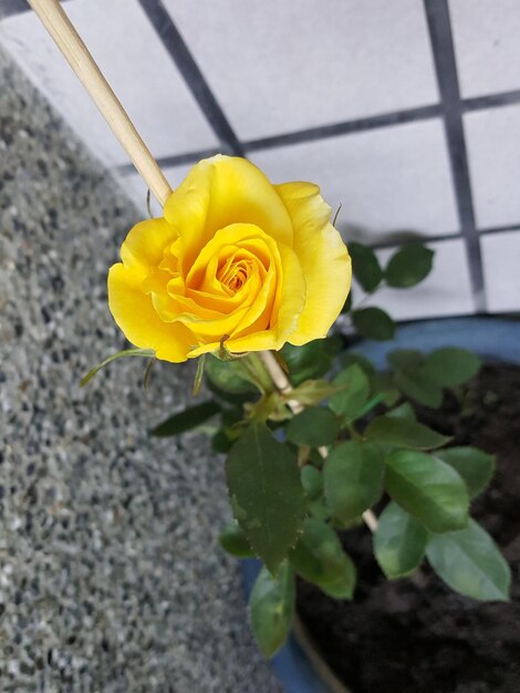 Close-up of yellow rose