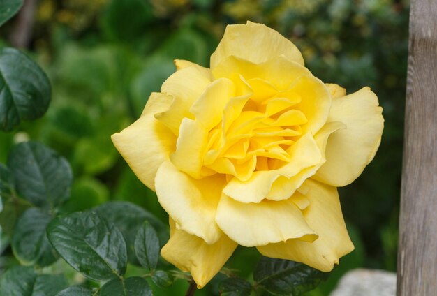 Photo close-up of yellow rose