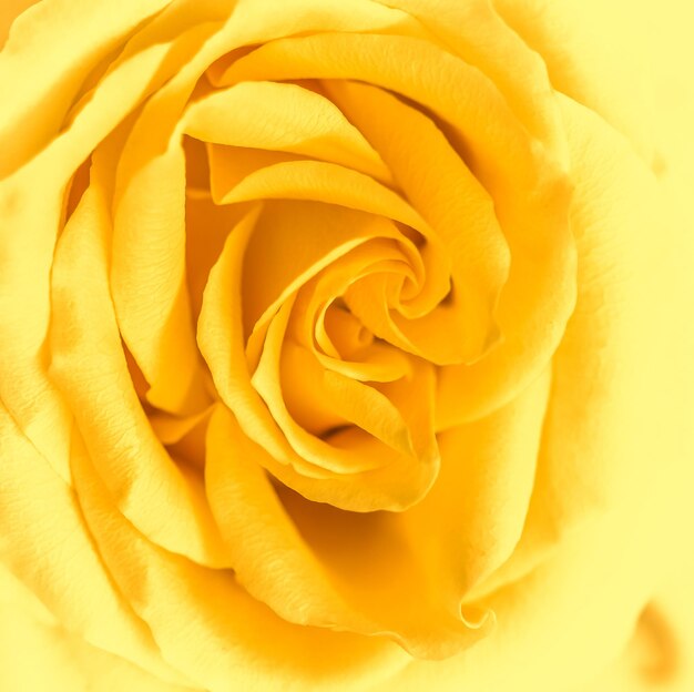 Photo close-up of yellow rose