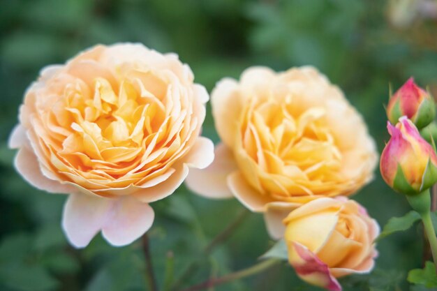 Photo close-up of yellow rose