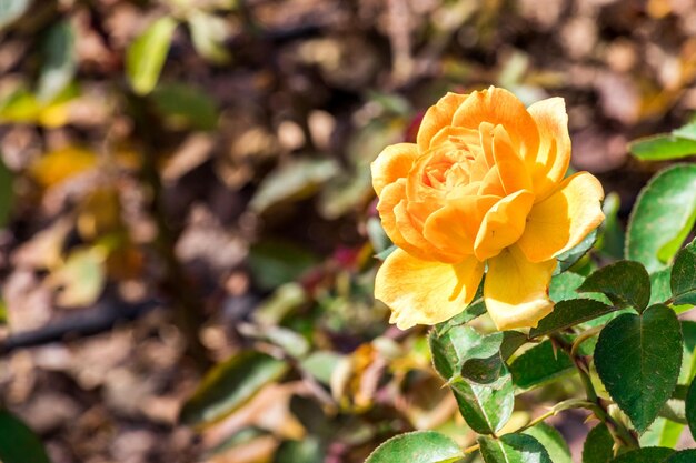 Photo close-up of yellow rose