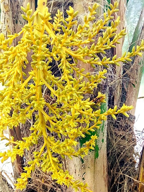 Close-up of yellow for sale in market