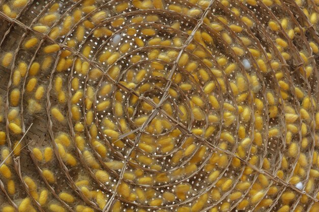 Photo close-up of yellow silkworm