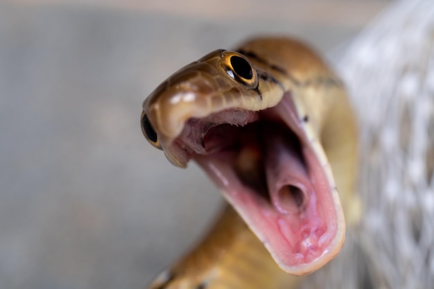 Primo piano serpente giallo è bocca aperta per pronto a combattere e autodifesa