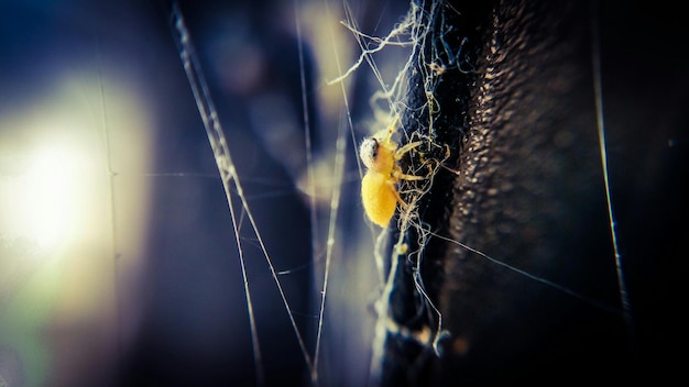 Photo close-up of yellow spider on tree bark at park