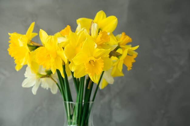 Close up yellow spring flowers daffodils on a gray blurred background