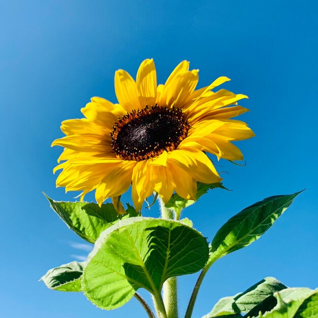 Close-up of yellow sunflower against blue sky