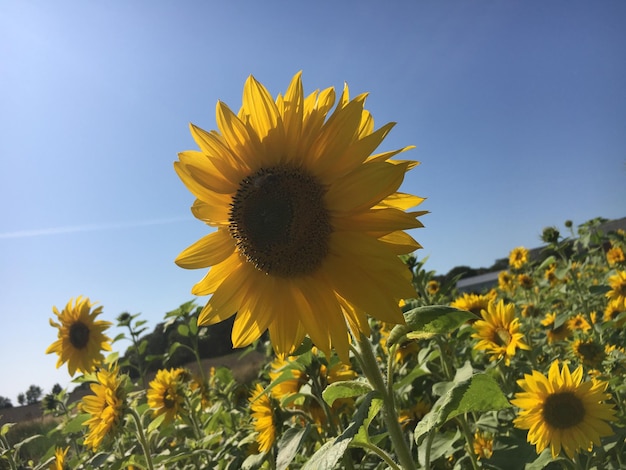 Photo close-up of yellow sunflower against sky