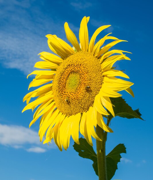 Close-up of yellow sunflower against sky