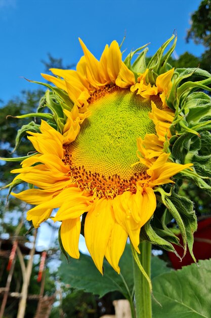 Close-up of yellow sunflower against sky