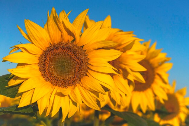 Close-up of yellow sunflower against sky