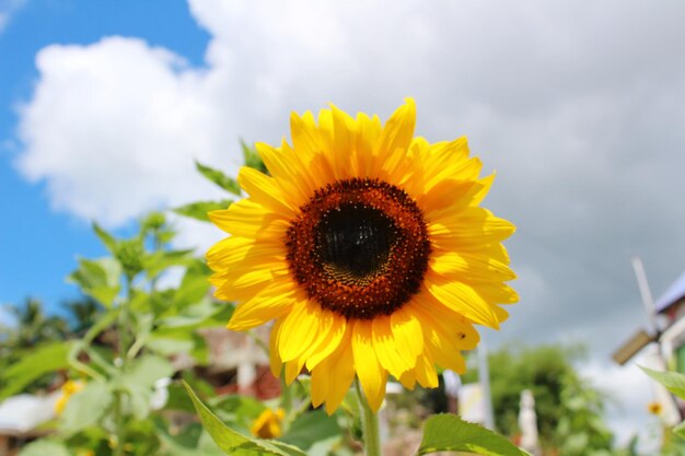 Close-up of yellow sunflower against sky