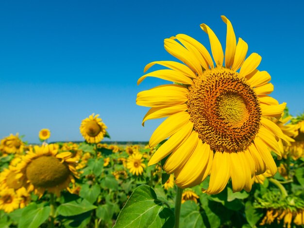 Close-up of yellow sunflower against sky