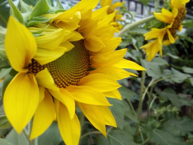 Close-up of yellow sunflower blooming outdoors