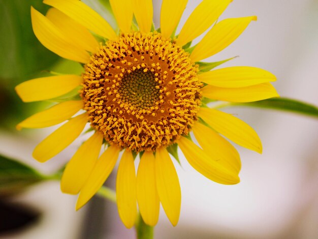 Close-up of yellow sunflower blooming outdoors