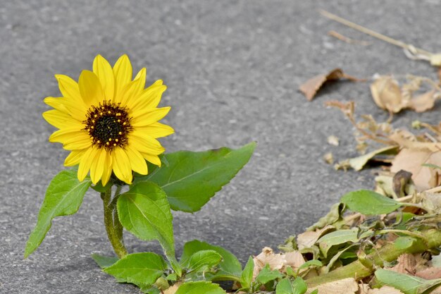 Photo close-up of yellow sunflower blooming on road