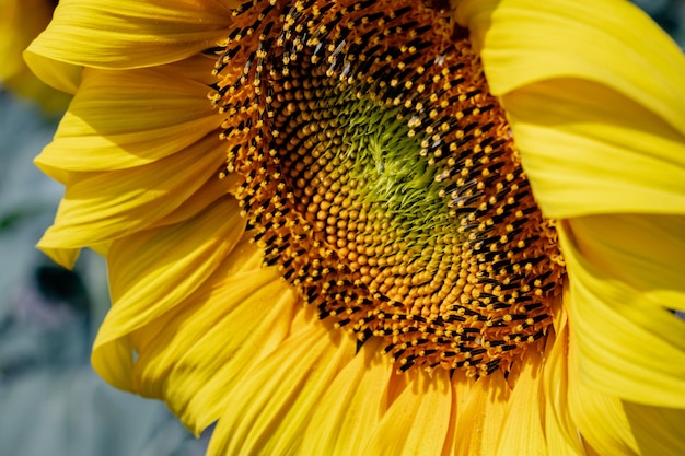 Primo piano di un girasole giallo nel campo del contadino