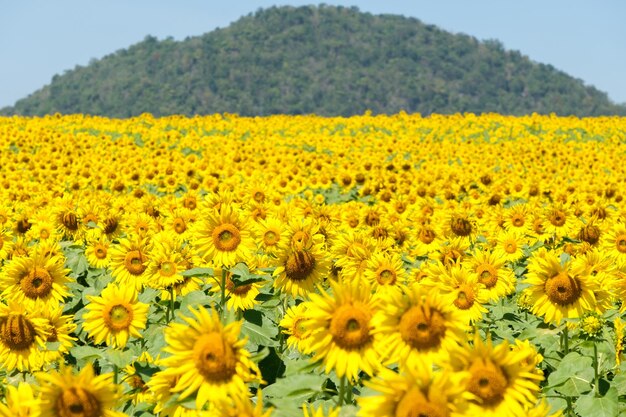 Close-up of yellow sunflower field