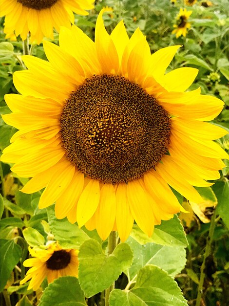 Close-up of yellow sunflower on field