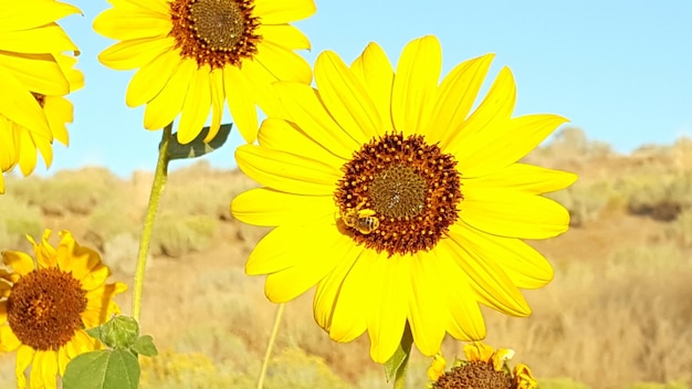 Close-up of yellow sunflower on field