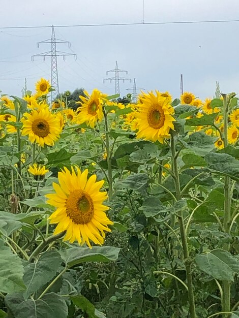 Close-up of yellow sunflower in field