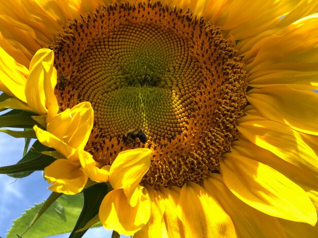 Close-up of yellow sunflower on plant