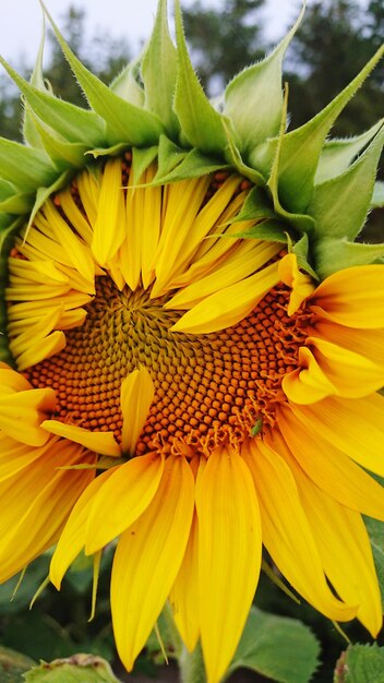 Close-up of yellow sunflower