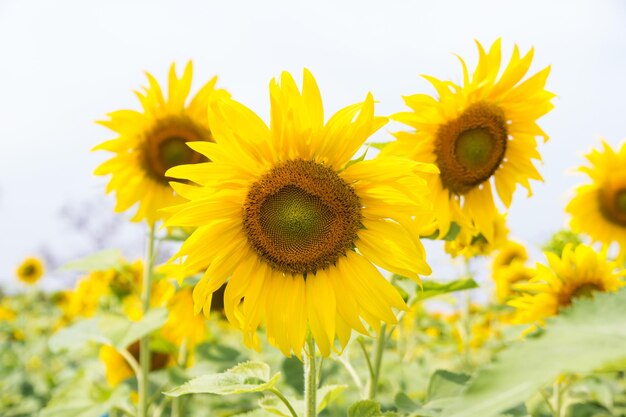 Close-up of yellow sunflower