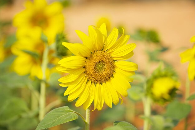 Close-up of yellow sunflower