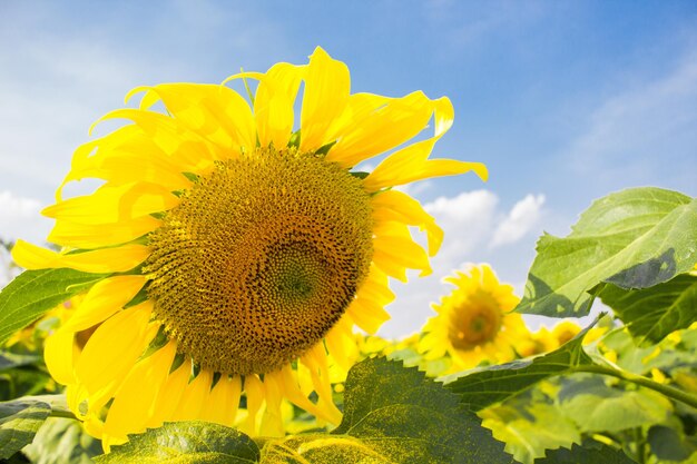 Close-up of yellow sunflower