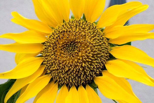 Close-up of yellow sunflower