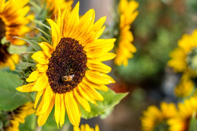 Close-up of yellow sunflower