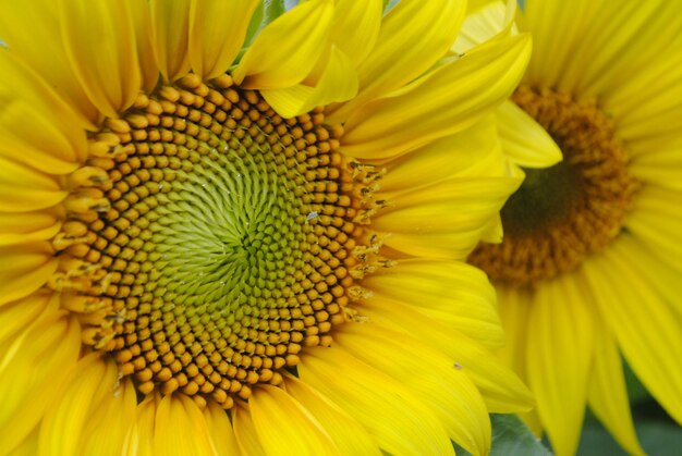 Close-up of yellow sunflower