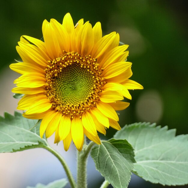 Close-up of yellow sunflower