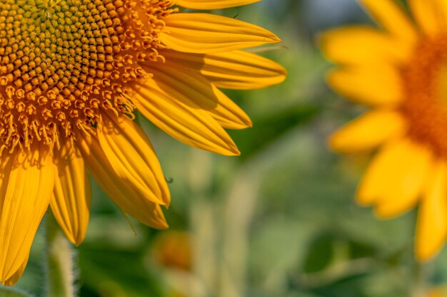 Close-up of yellow sunflower