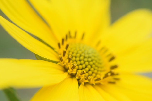 Close-up of yellow sunflower