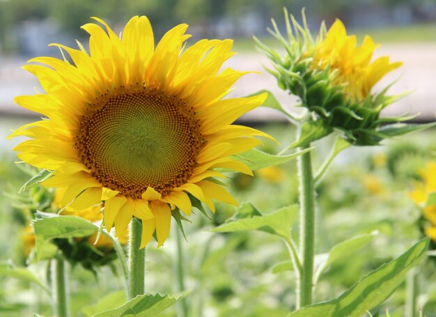 Close-up of yellow sunflower